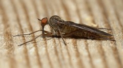 Hybotinae