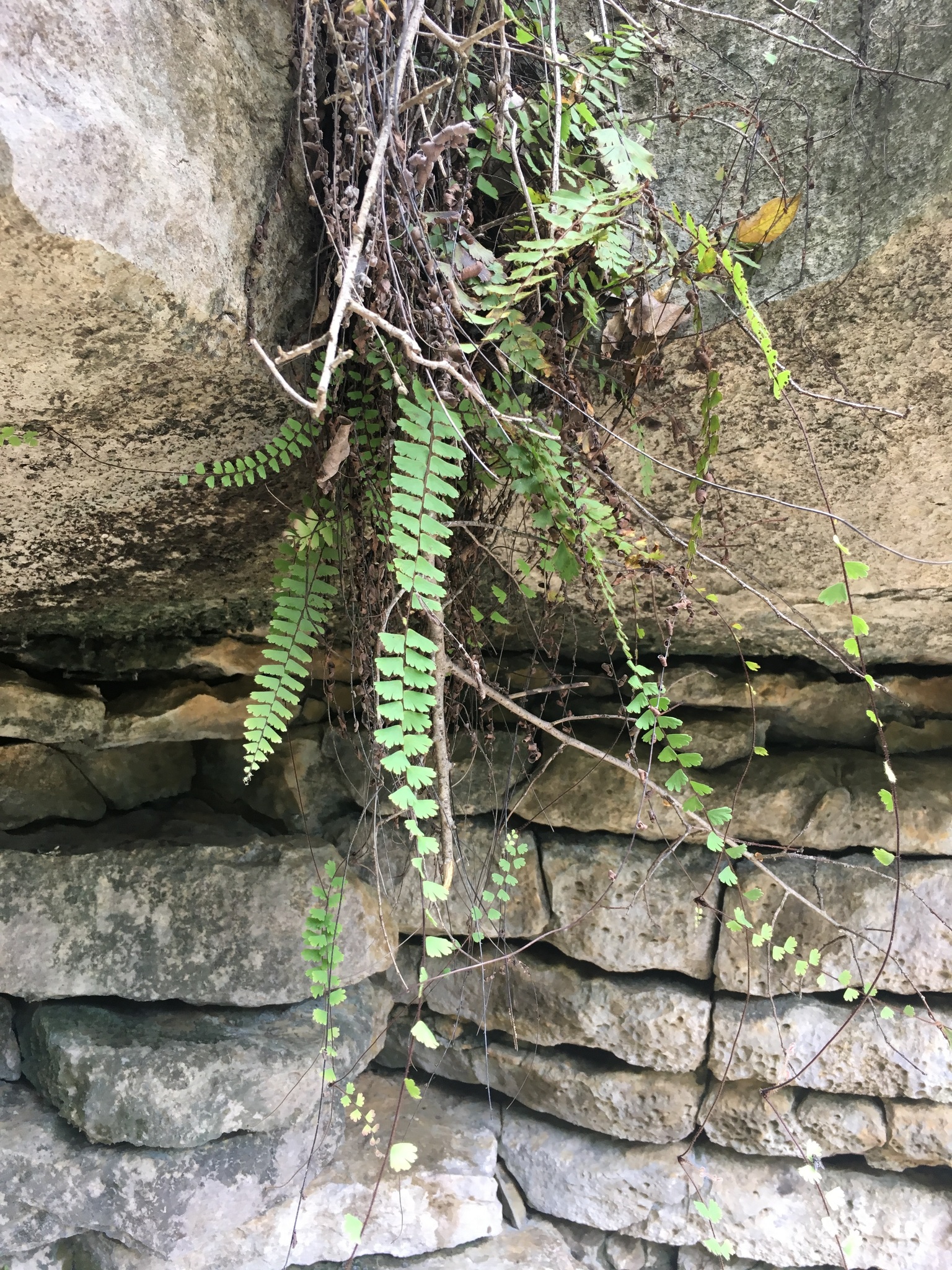 Adiantum hirsutum