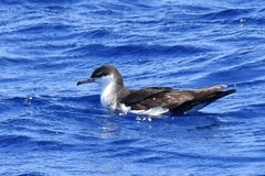 Puffinus lherminieri