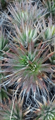 Dyckia