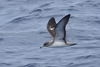 Scopoli's Shearwater - Photo (c) Nick Moore, some rights reserved (CC BY-NC), uploaded by Nick Moore