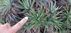 Dyckia