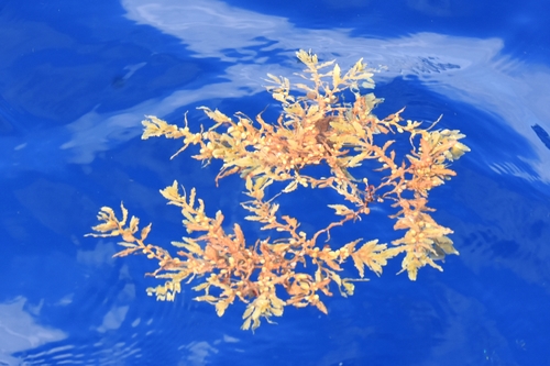 Photo of Gulf Sargassum (Sargassum fluitans)