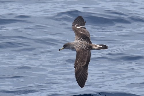 Scopoli's Shearwater, photo 4 of 8