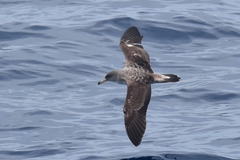 Scopoli's Shearwater photo 5