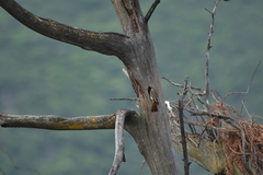 Myiodynastes luteiventris