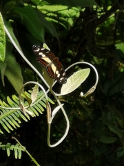 Castilia