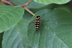 Chrysopilus ornatus