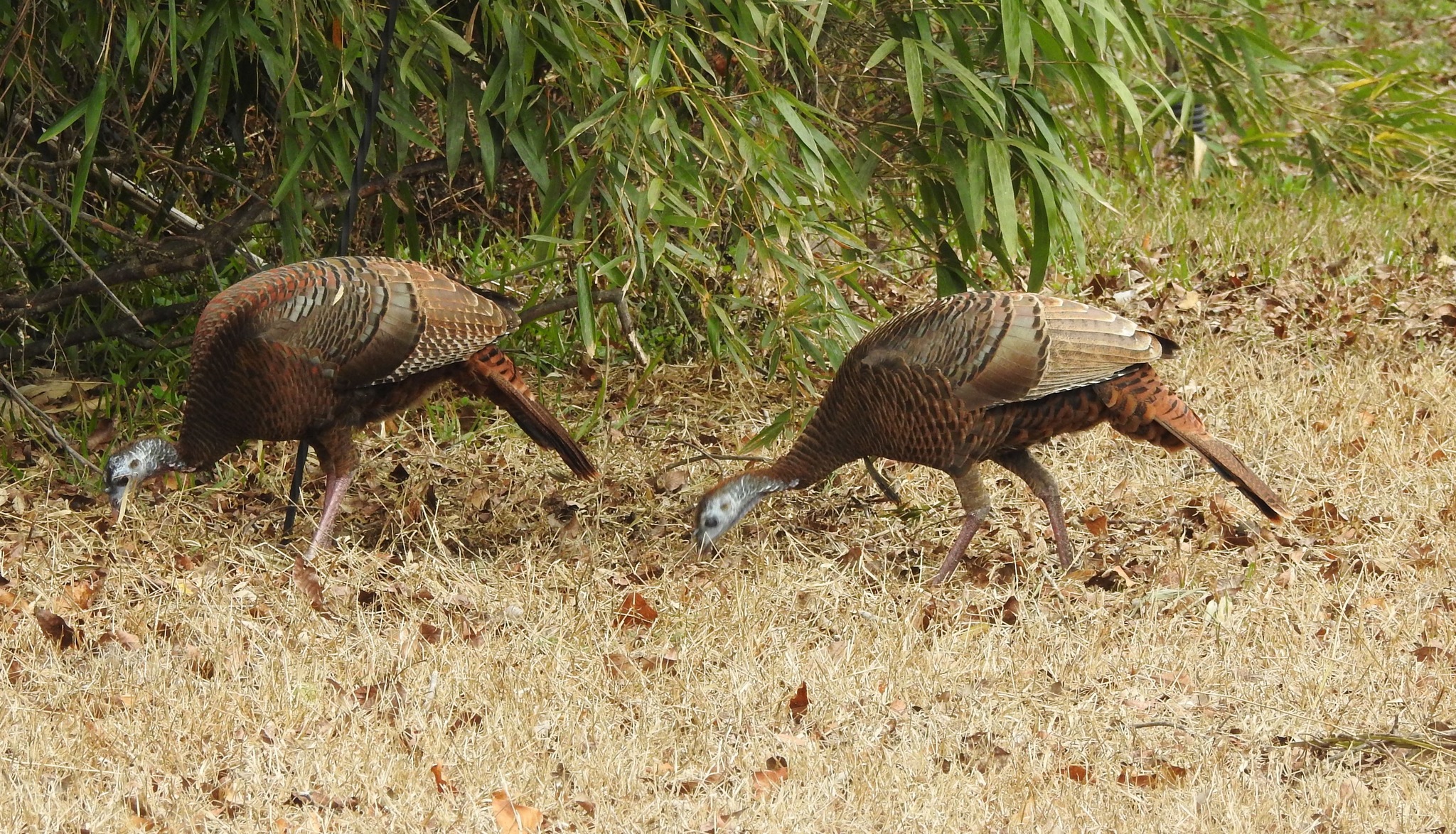Wild Turkey