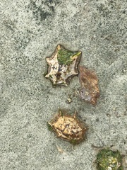 Patelloida saccharina