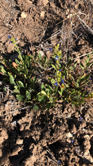 Penstemon cyananthus
