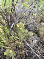 Castilleja victoriae