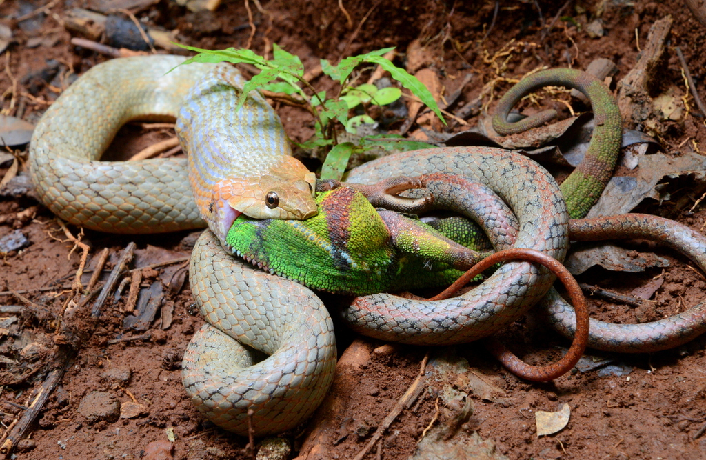 Squamates (Reptiles of the world ) · iNaturalist