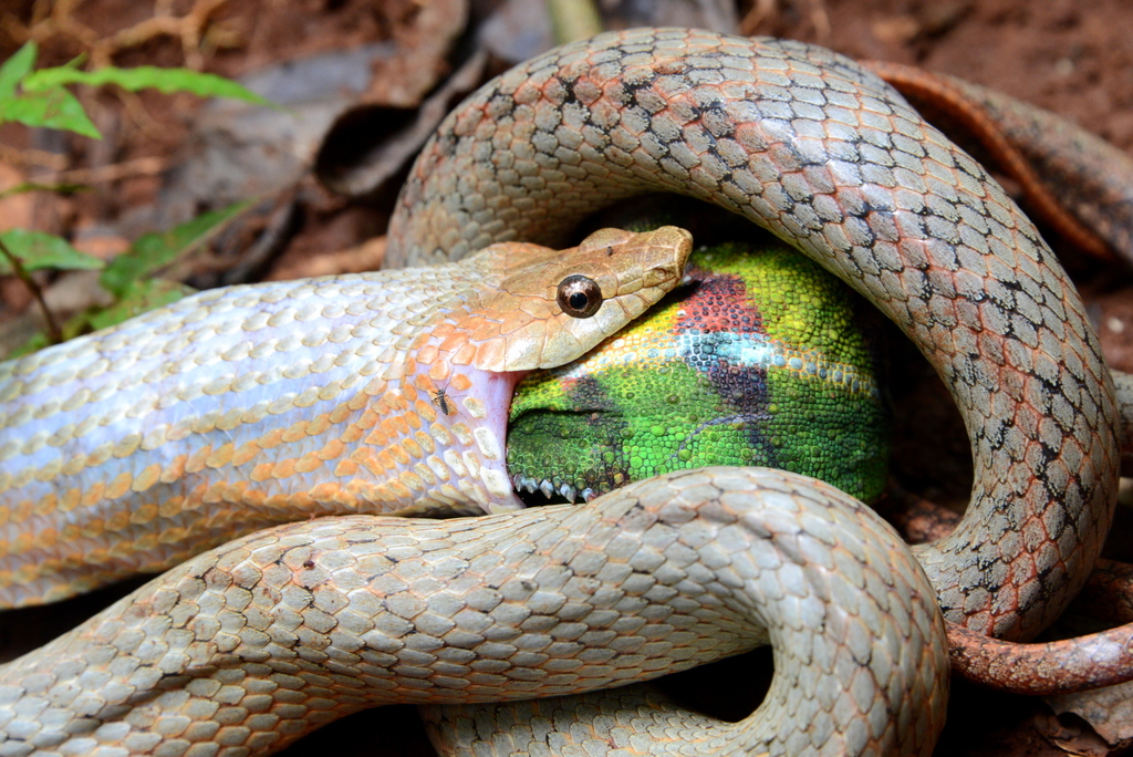 Madagascar Brook Snakes