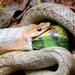 Madagascar Brook Snakes - Photo (c) Damon Tighe, some rights reserved (CC BY-NC), uploaded by Damon Tighe