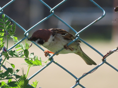 Passer montanus