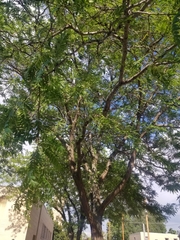 Gleditsia triacanthos