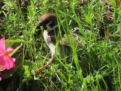 Passer montanus