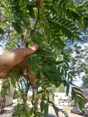 Gleditsia triacanthos