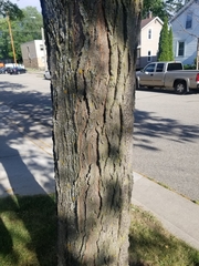 Gleditsia triacanthos
