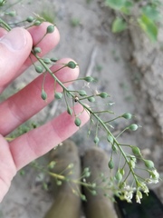 Camelina