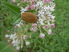 Hologymnetis cinerea