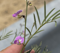 Tephrosia vicioides