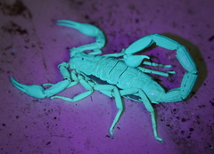 Teruelius