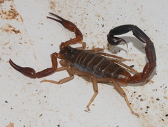 Teruelius