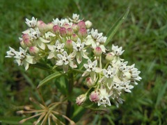 Asclepias pratensis