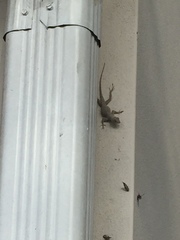 Anolis