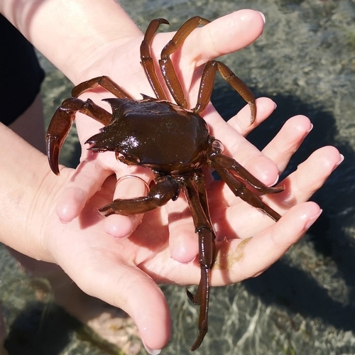 Northern Kelp Crab, photo 5 of 8