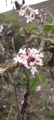 Aloysia scorodonioides