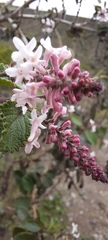Aloysia scorodonioides