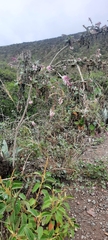 Aloysia scorodonioides