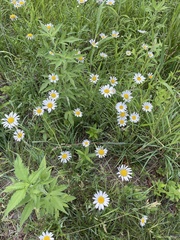 Leucanthemum vulgare