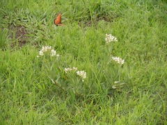 Asclepias pratensis