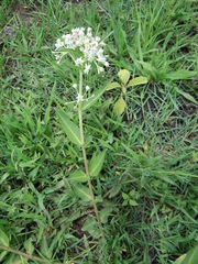 Asclepias pratensis