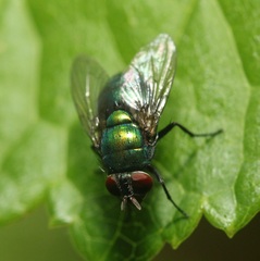 Lucilia illustris
