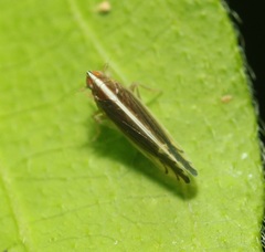 Stenocranus brunneus