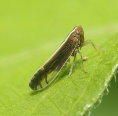 Stenocranus brunneus