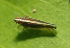 Stenocranus brunneus