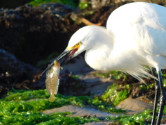 Hypsoblennius gilberti