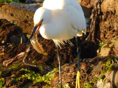 Hypsoblennius gilberti