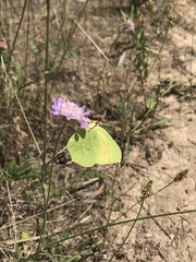 Gonepteryx cleopatra