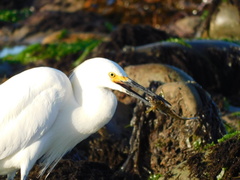 Hypsoblennius gilberti