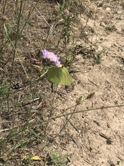Gonepteryx cleopatra