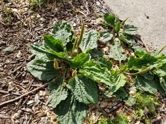 Plantago major
