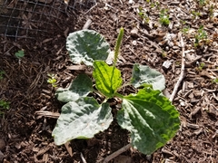 Plantago major