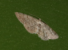 Aethalura